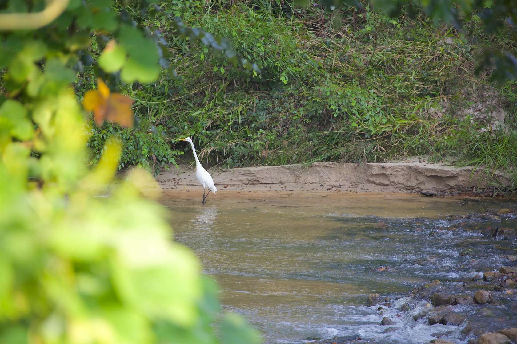 485 Acres of Land for Sale in Bolivar, Tennessee