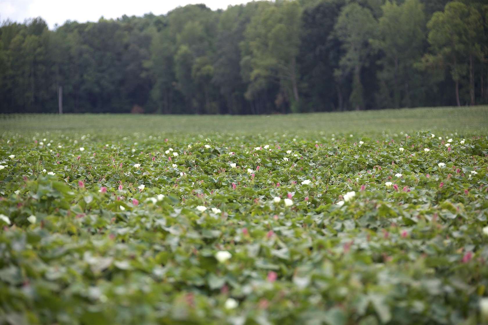 485 Acres of Land for Sale in Bolivar, Tennessee