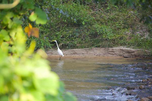485 Acres of Land for Sale in Bolivar, Tennessee
