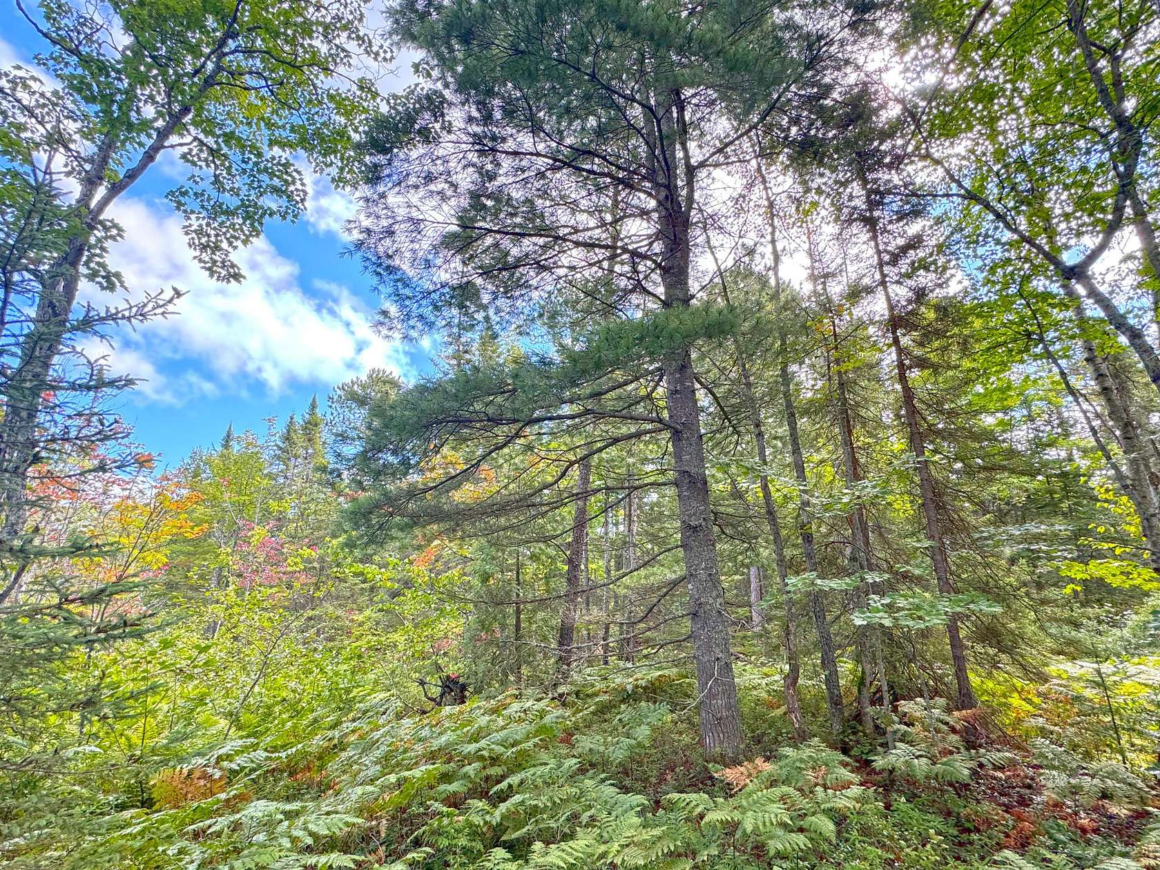 7.88 Acres of Residential Land for Sale in Paradise, Michigan