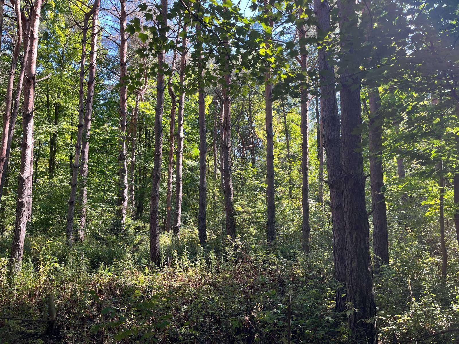 9 Acres of Land for Sale in Winthrop, New York