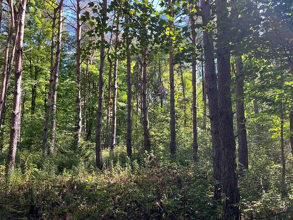 9 Acres of Land for Sale in Winthrop, New York