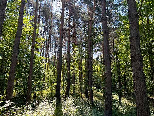 9 Acres of Land for Sale in Winthrop, New York