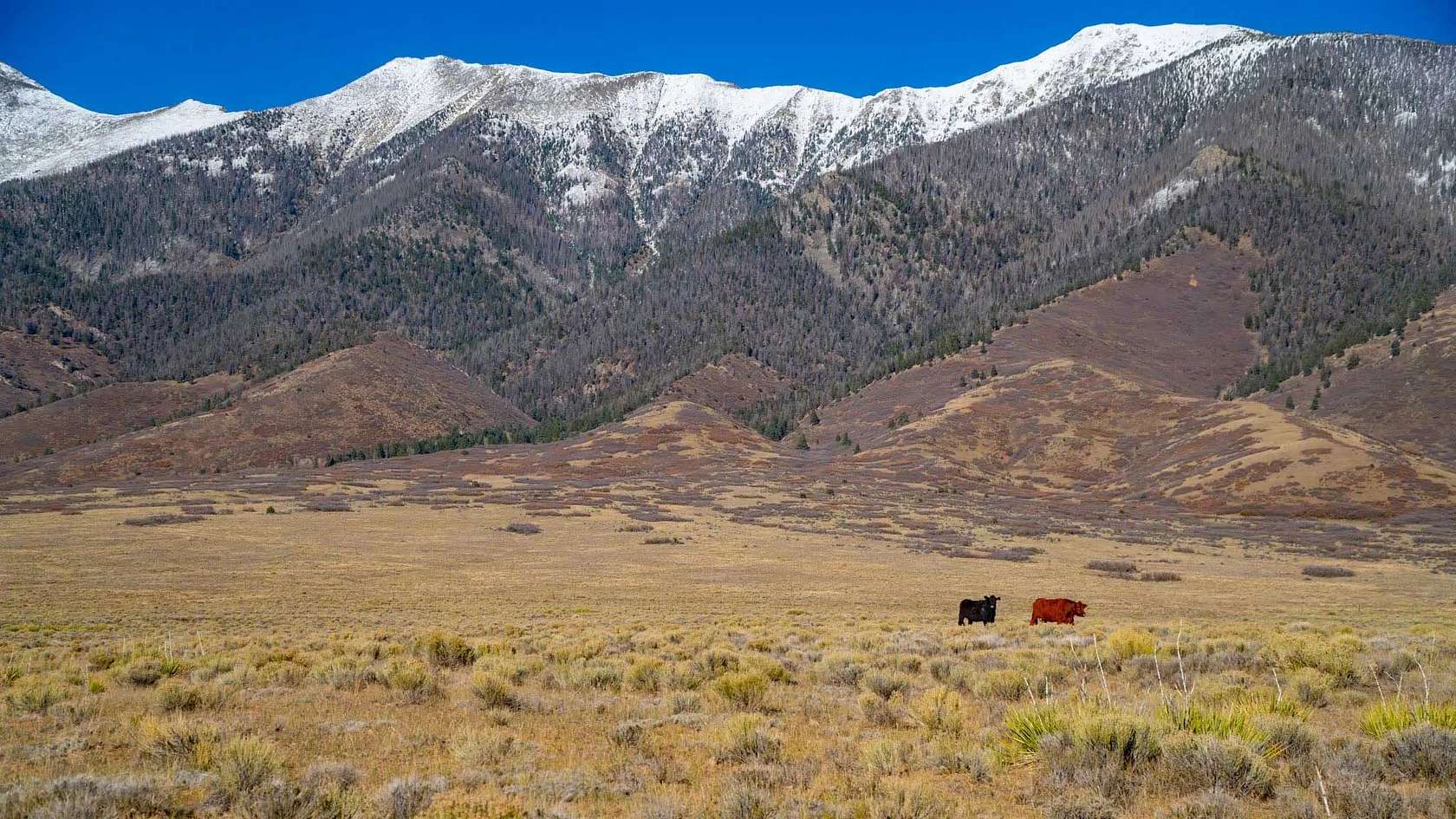 360 Acres of Land for Sale in Villa Grove, Colorado