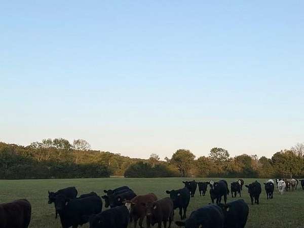 30.2 Acres of Agricultural Land for Sale in Harrison, Arkansas