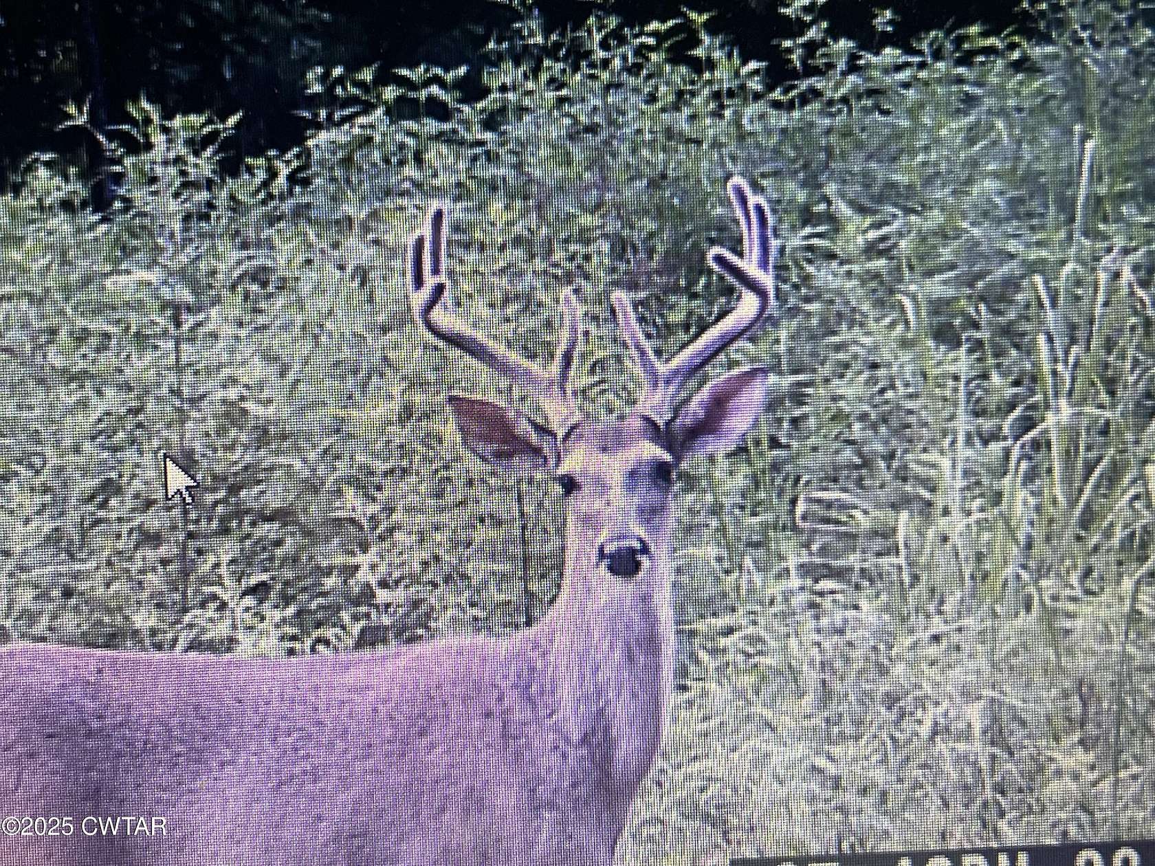 348 Acres of Land for Sale in Cedar Grove, Tennessee