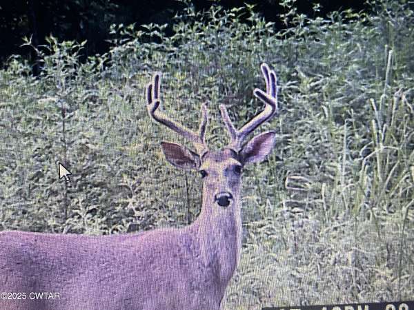 348 Acres of Land for Sale in Cedar Grove, Tennessee