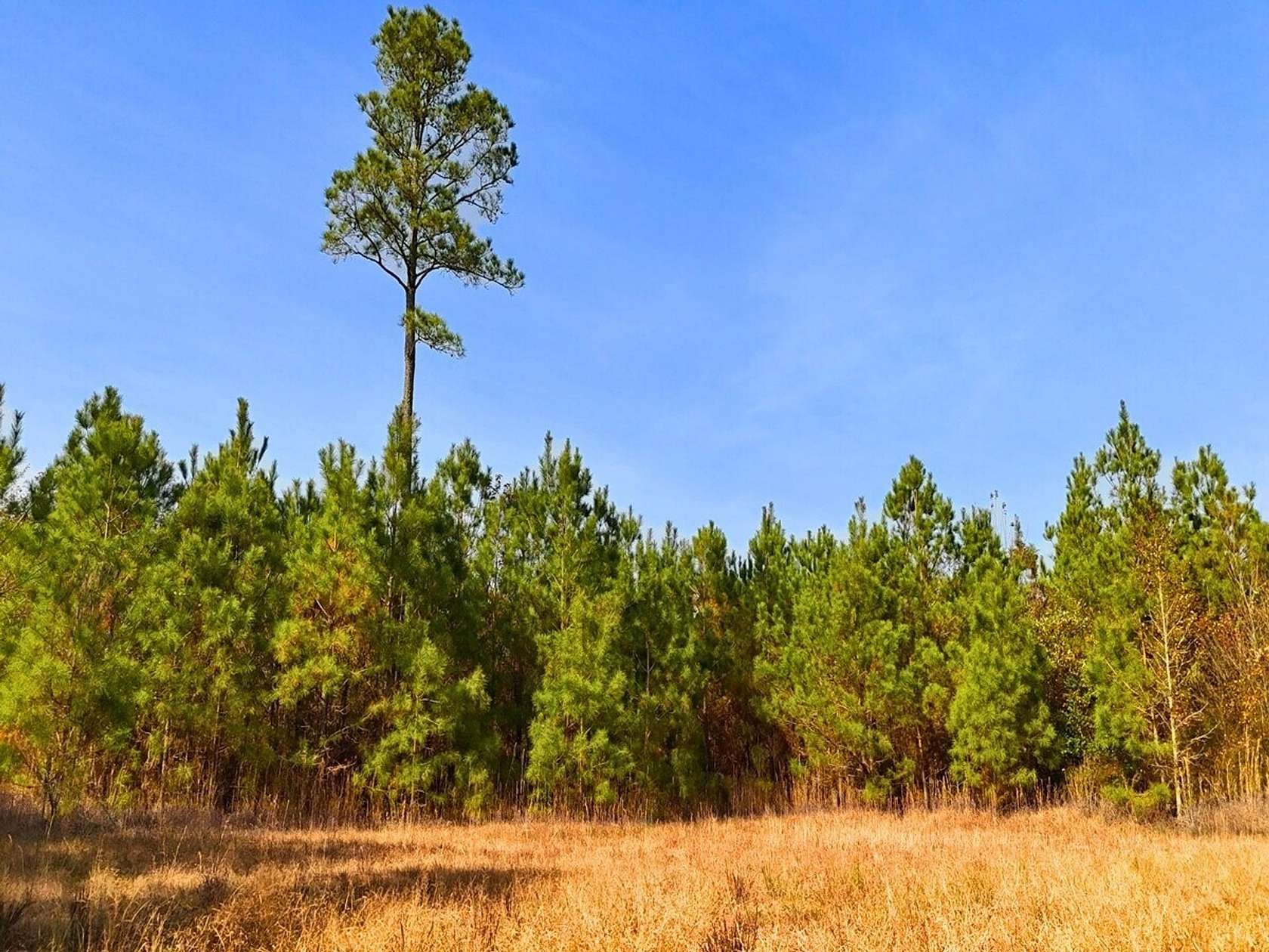 86.7 Acres of Recreational Land for Sale in La Grange, North Carolina