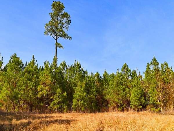 86.7 Acres of Recreational Land for Sale in La Grange, North Carolina