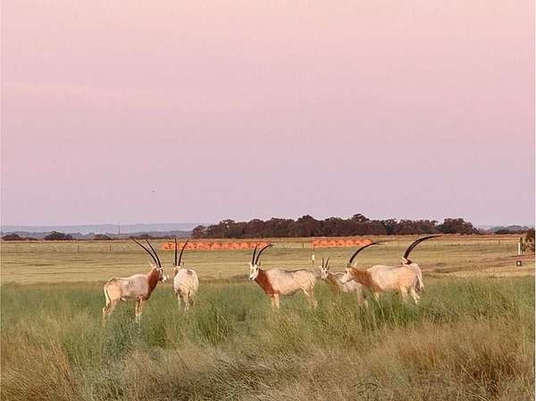 6.57 Acres of Residential Land for Sale in Fredericksburg, Texas