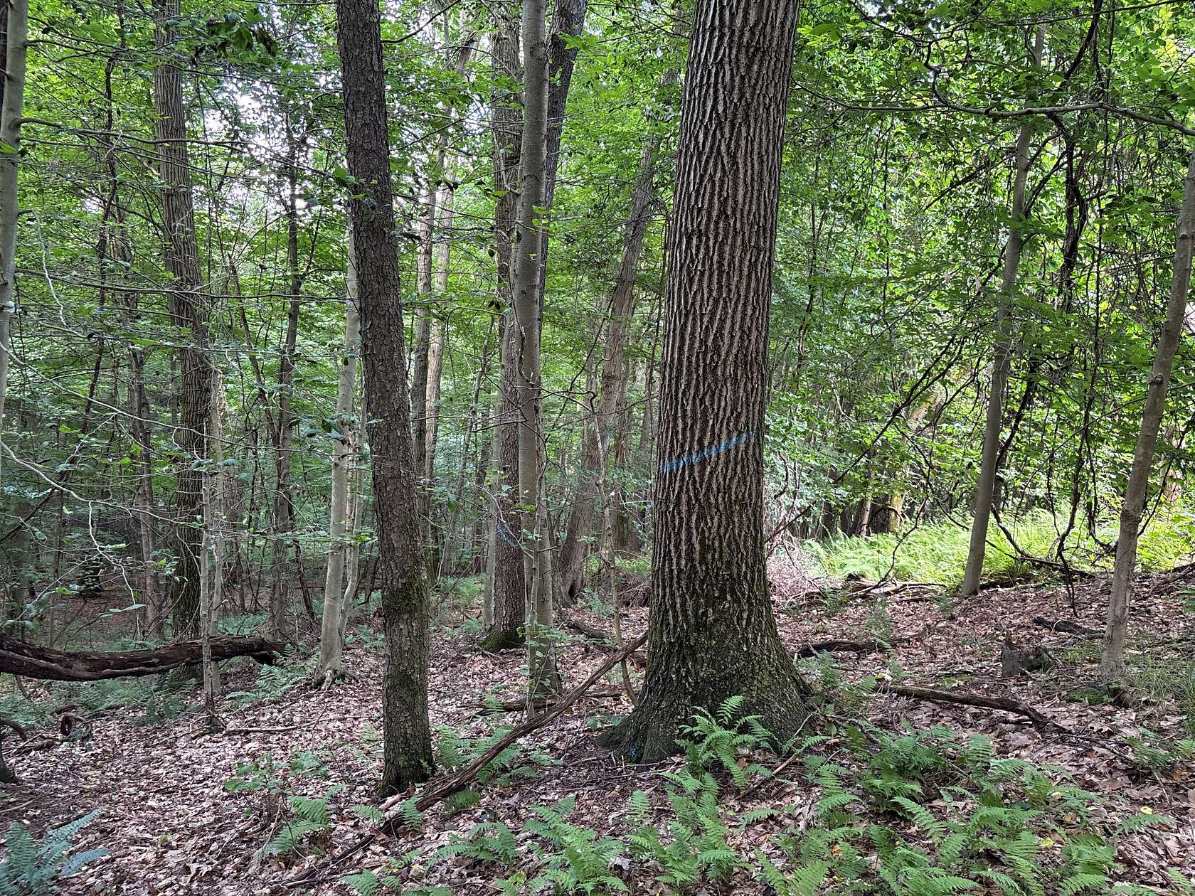 45.7 Acres of Recreational Land for Sale in Nicktown, Pennsylvania