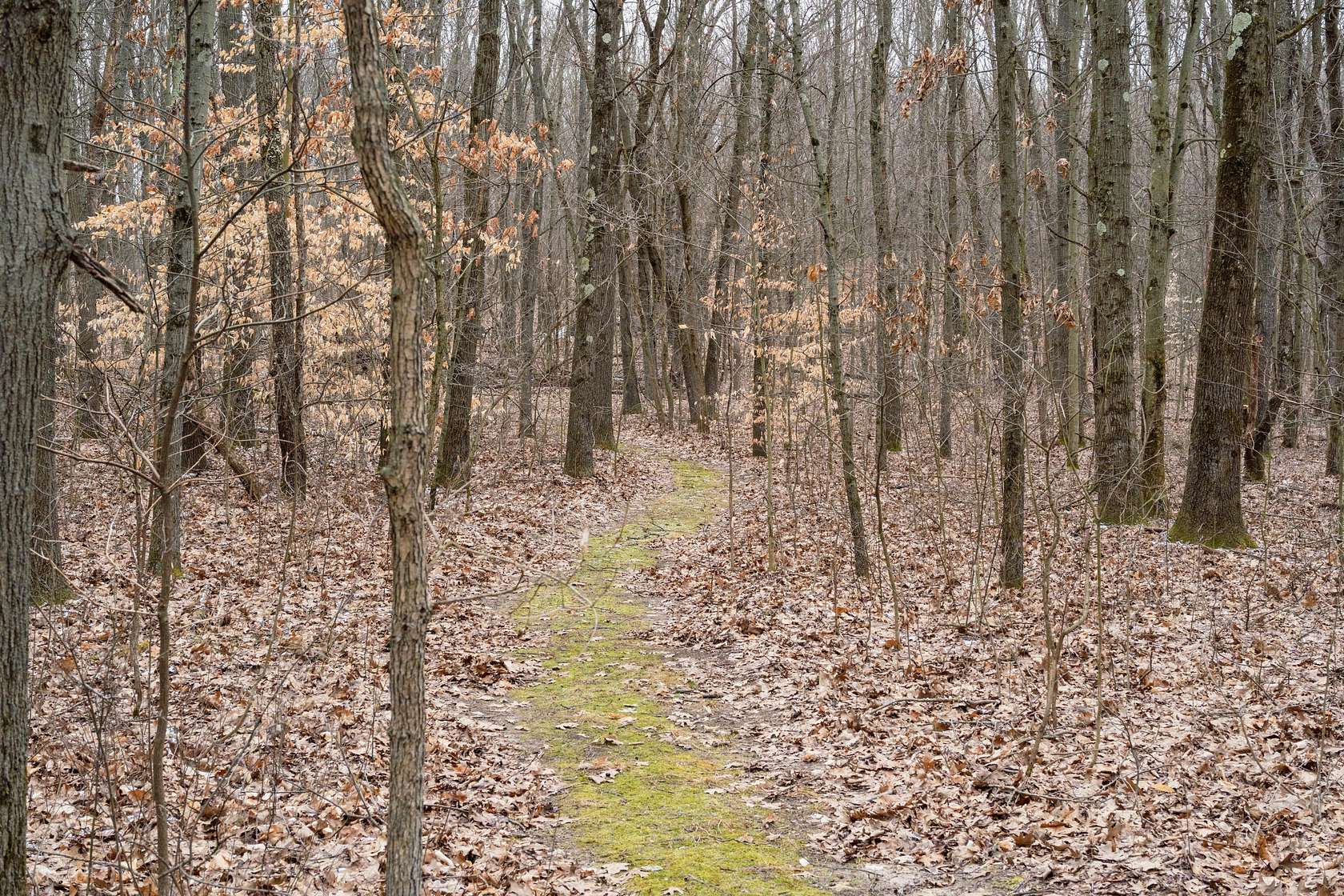 33.8 Acres of Recreational Land for Sale in Plainwell, Michigan