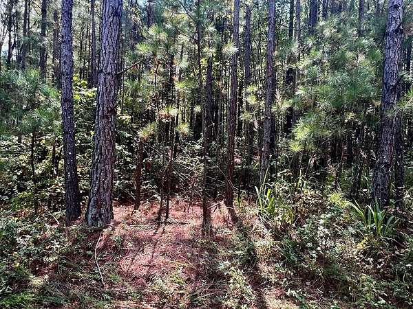 31.5 Acres of Recreational Land for Sale in Douglasville, Georgia