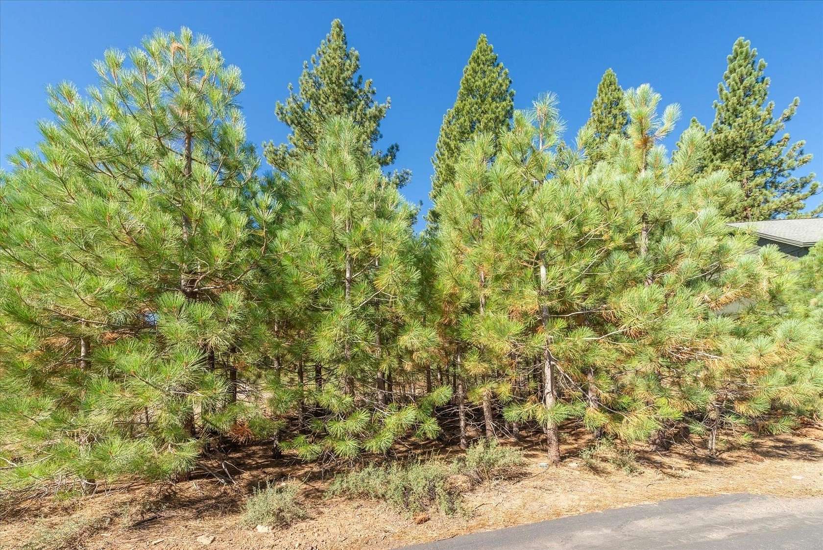 0.1 Acres of Residential Land for Sale in Truckee, California