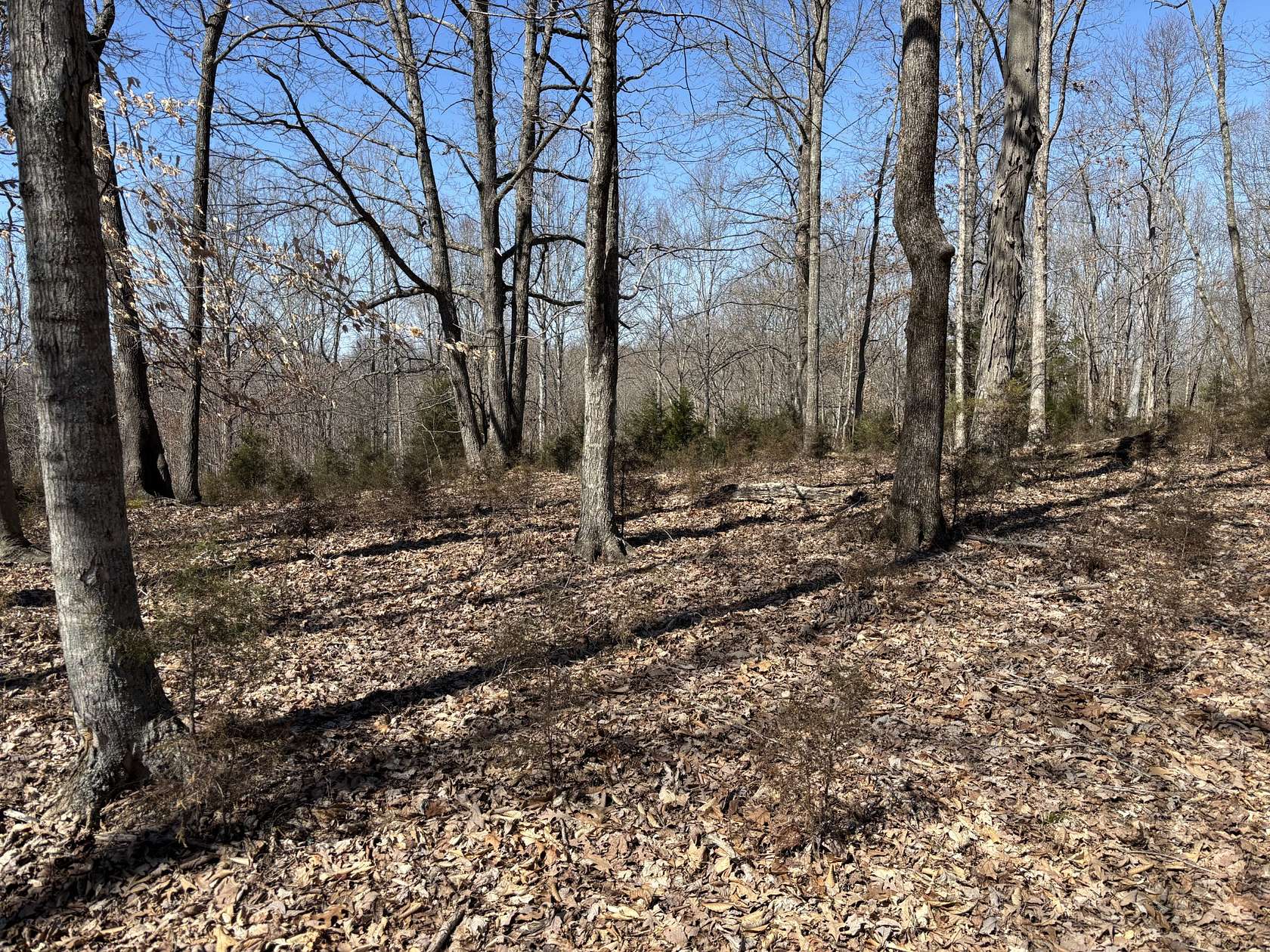63 Acres of Land for Sale in Lafayette, Tennessee