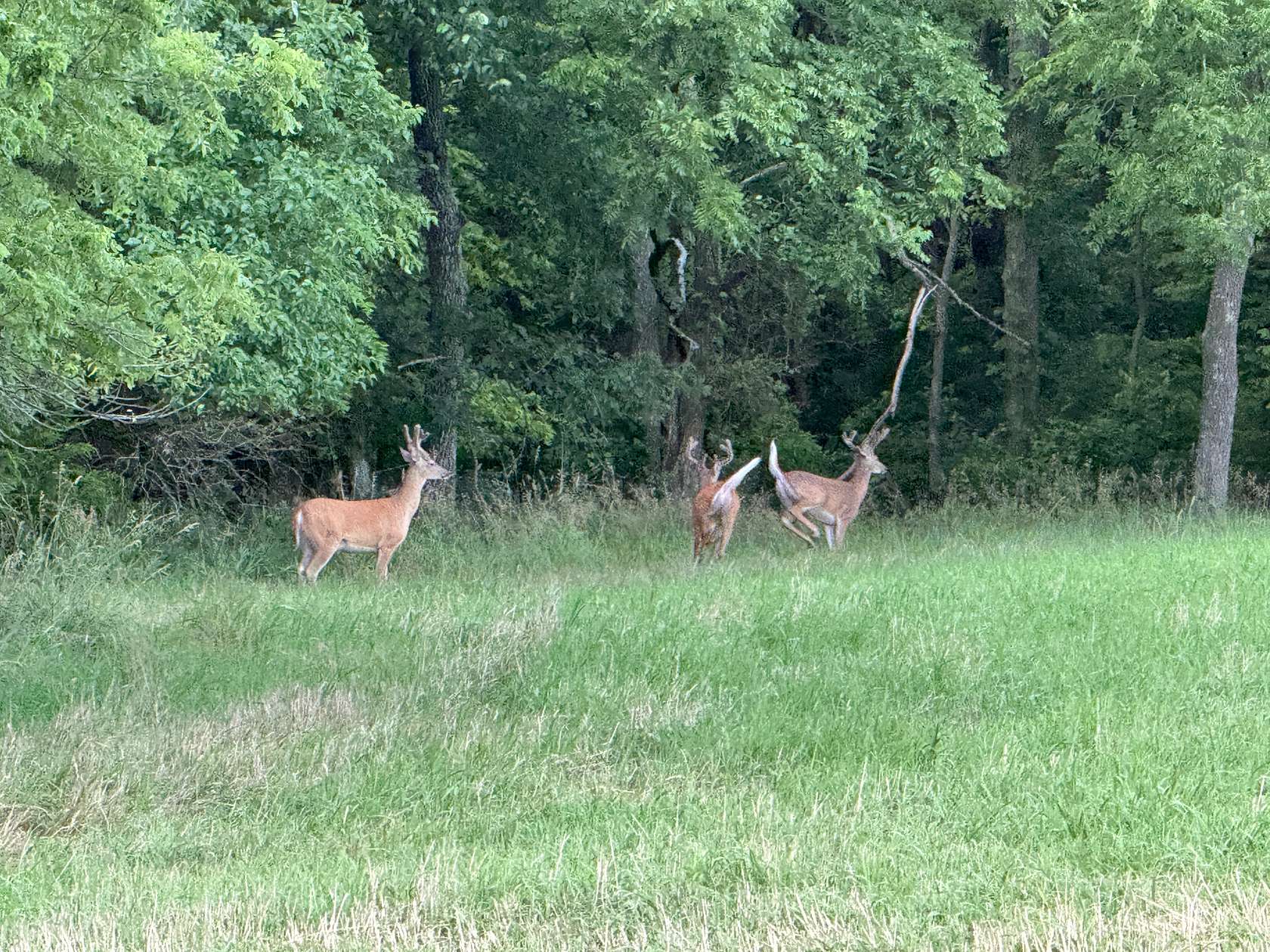 68.4 Acres of Land for Sale in Pleasant Hill, Missouri