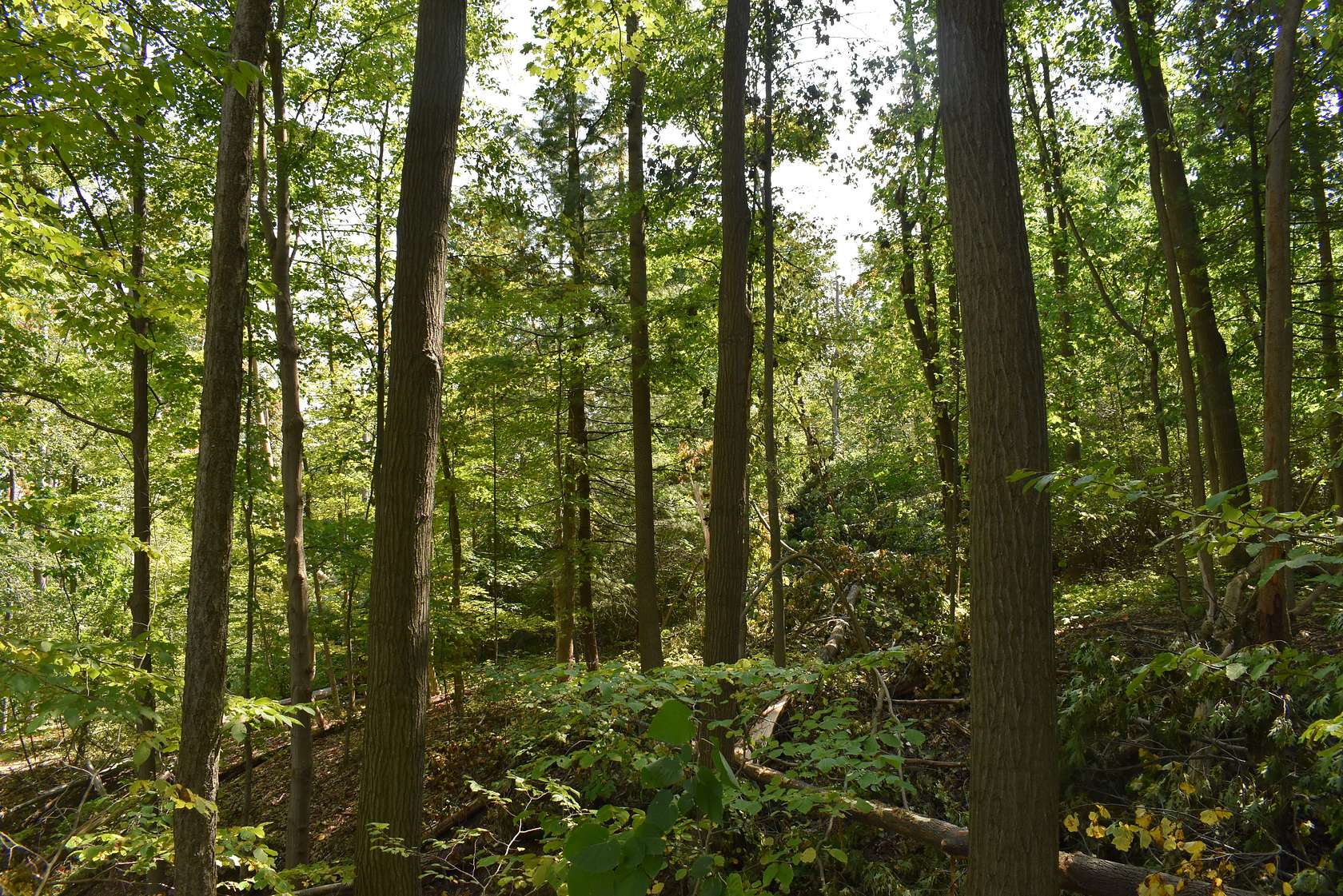 18.3 Acres of Recreational Land for Sale in Jamestown, New York