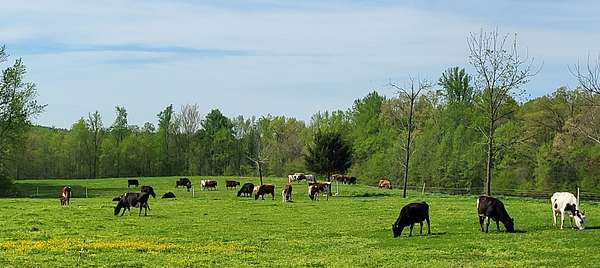 253 Acres of Agricultural Land for Sale in Wilsons, Virginia