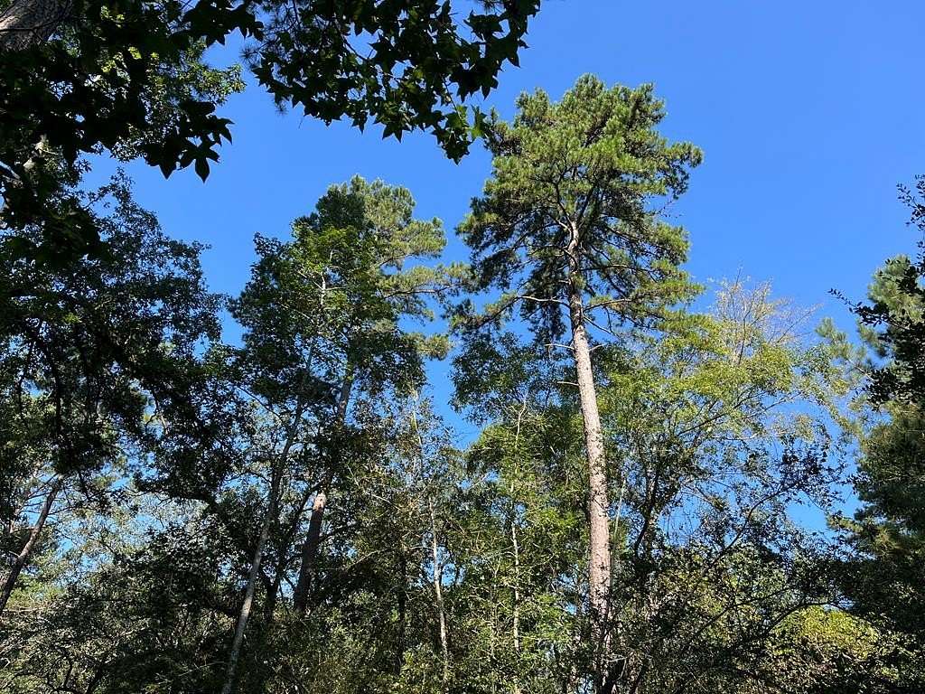15.6 Acres of Land for Sale in Nacogdoches, Texas