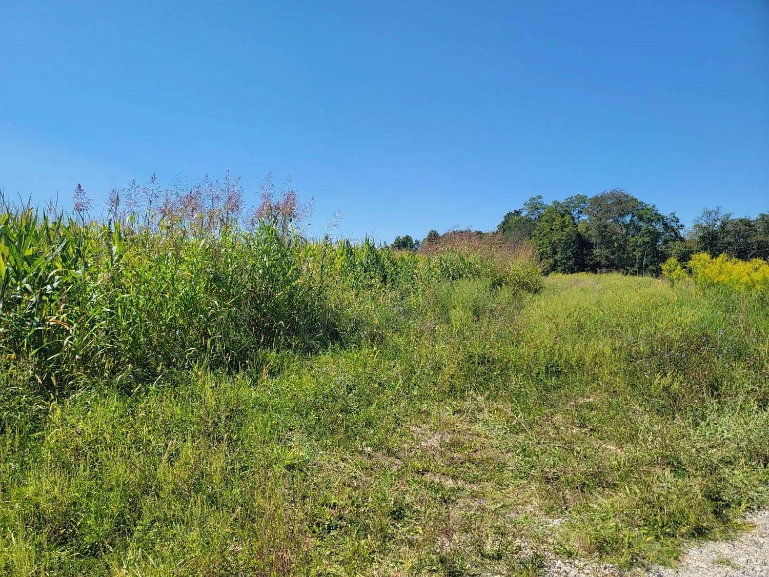 25.6 Acres of Agricultural Land for Sale in Versailles, Indiana