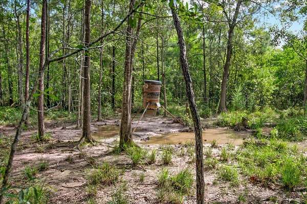 79.9 Acres of Recreational & Residential Land for Sale in Buna, Texas