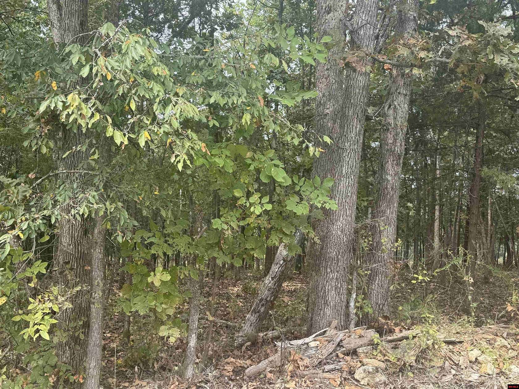 10 Acres of Land for Sale in Clarkridge, Arkansas