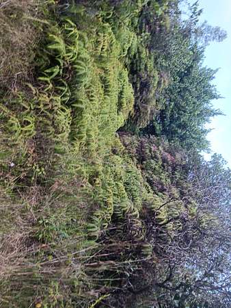 3 Acres of Land for Sale in Mountain View, Hawaii