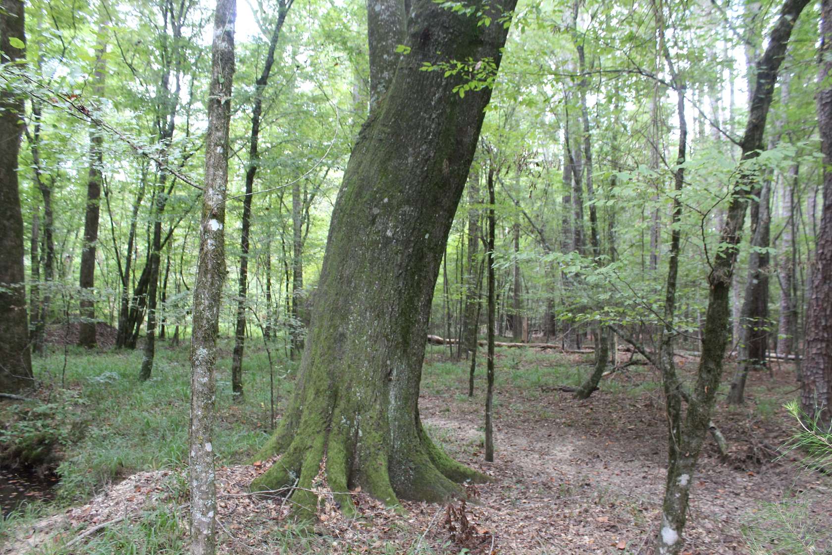 7.2 Acres of Recreational Land & Farm for Sale in Brookhaven, Mississippi