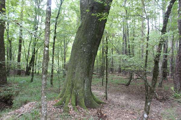 7.2 Acres of Recreational Land & Farm for Sale in Brookhaven, Mississippi