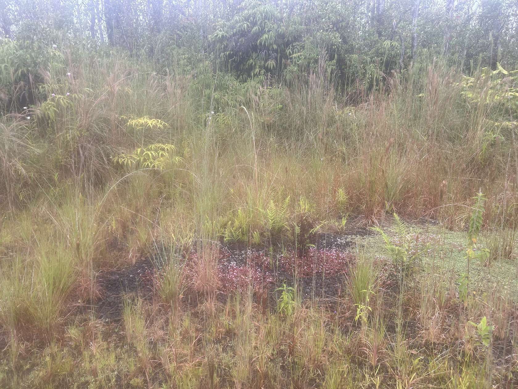 3 Acres of Land for Sale in Volcano, Hawaii