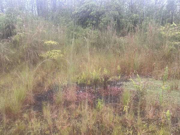 3 Acres of Land for Sale in Volcano, Hawaii