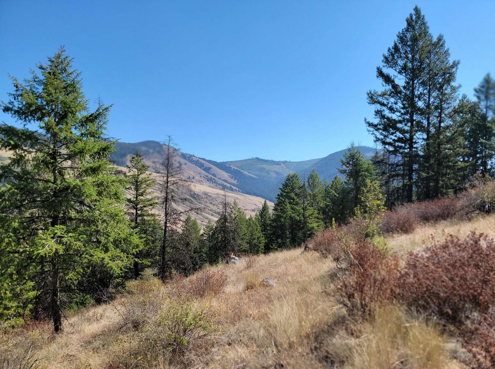 80 Acres of Recreational Land for Sale in Danville, Washington