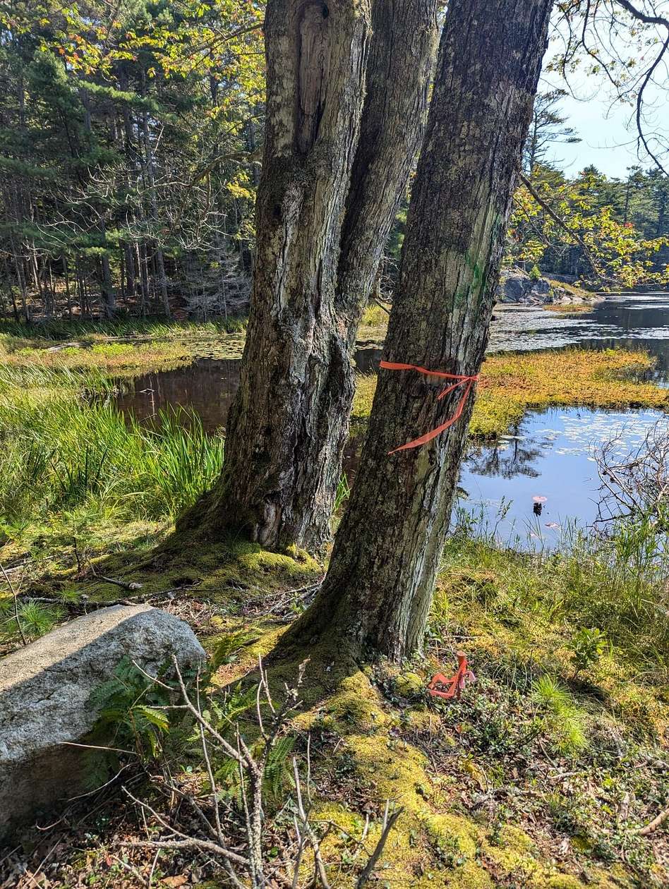 23.3 Acres of Land for Sale in Westport Island, Maine