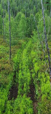 14.3 Acres of Recreational Land for Sale in Fairbanks, Alaska