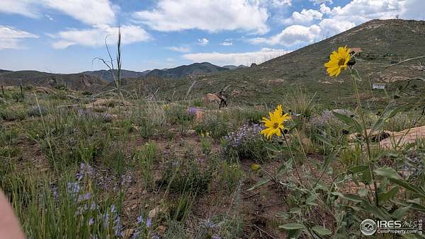 1 Acre of Residential Land for Sale in Livermore, Colorado