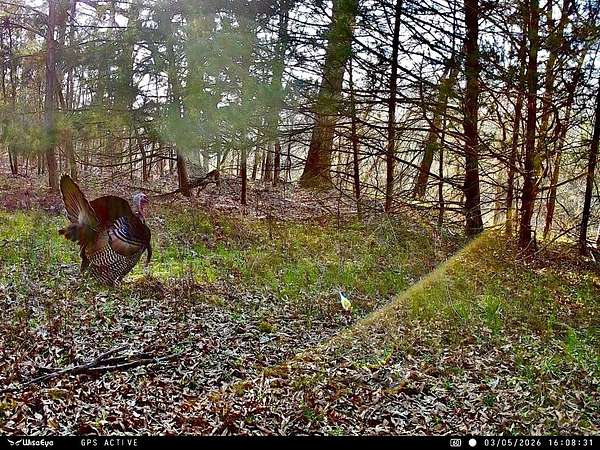 186 Acres of Recreational Land for Sale in Casa, Arkansas