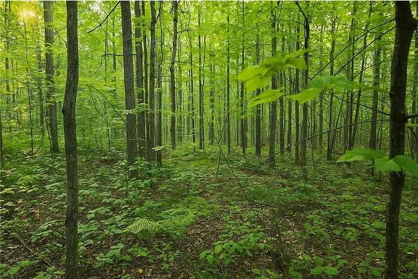 10 Acres of Recreational Land for Sale in Backus, Minnesota
