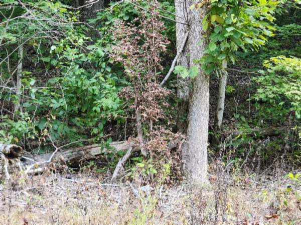 10 Acres of Land for Sale in Jamestown, Tennessee