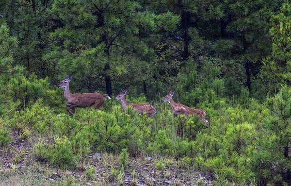 Residential Land for Sale in Wister, Oklahoma