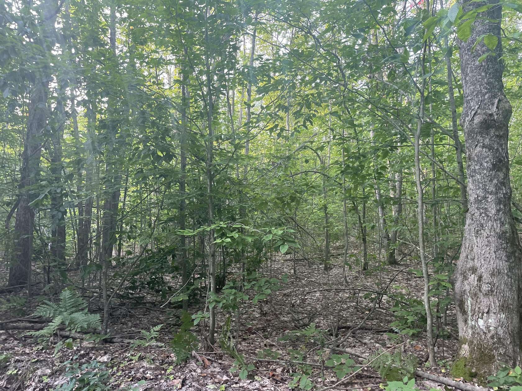 10 Acres of Land for Sale in Gaylord, Michigan