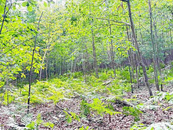 40 Acres of Recreational Land for Sale in Mount Pleasant, Michigan