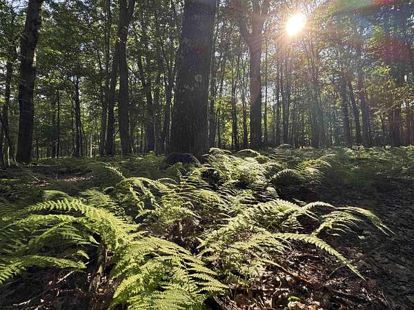 0.71 Acres of Residential Land for Sale in Terra Alta, West Virginia