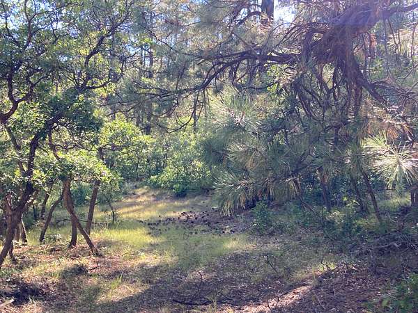 1.9 Acres of Residential Land for Sale in Chama, New Mexico