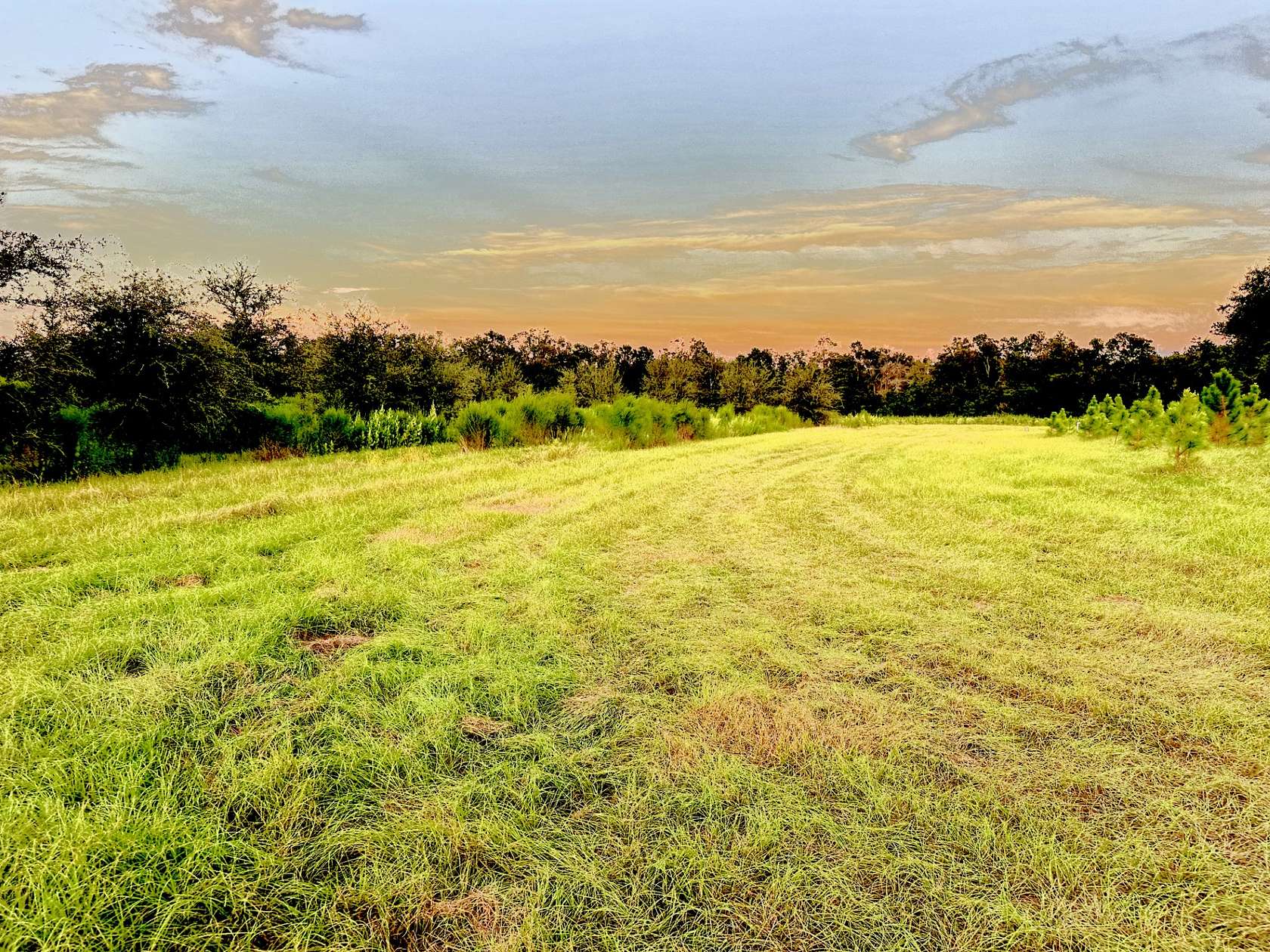 10 Acres of Agricultural Land for Sale in Mayo, Florida