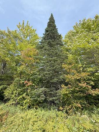 6 Acres of Agricultural Land for Sale in Phillips, Wisconsin