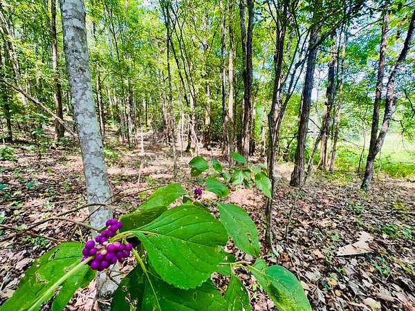 40.3 Acres of Land for Sale in Baldwyn, Mississippi