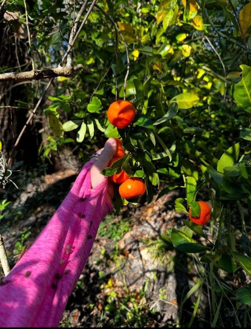 5 Acres of Land for Sale in Myakka City, Florida