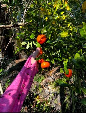 5 Acres of Land for Sale in Myakka City, Florida