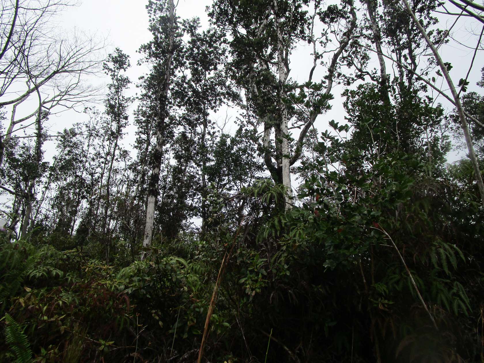 3 Acres of Land for Sale in Mountain View, Hawaii