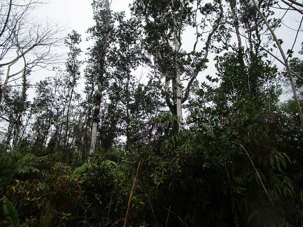 3 Acres of Land for Sale in Mountain View, Hawaii